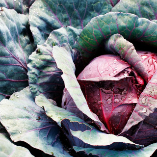 Chou Rouge Amarant - Variété Colorée Cultivée par les Élèves