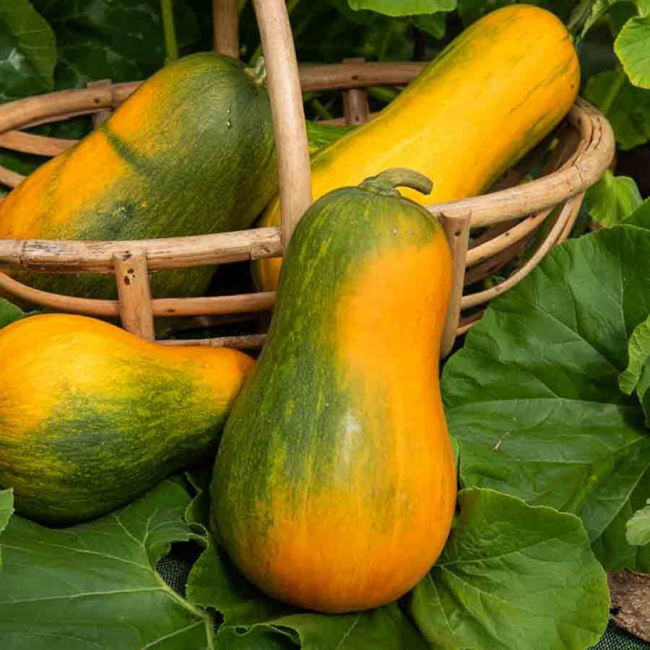 Courge Sucrine de berry