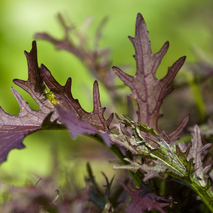 Mélange Mizuna Rouge et vert