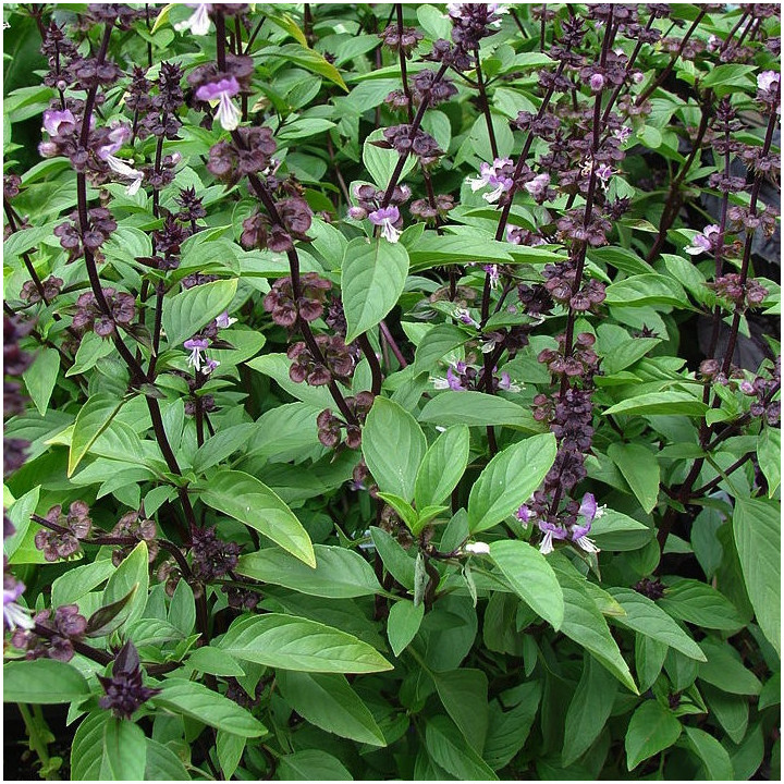 Basilic Thaï - Plante Épicée Cultivée par les Élèves