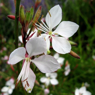 Gaura de Lindheimer