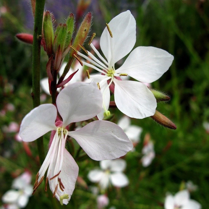 Gaura de Lindheimer