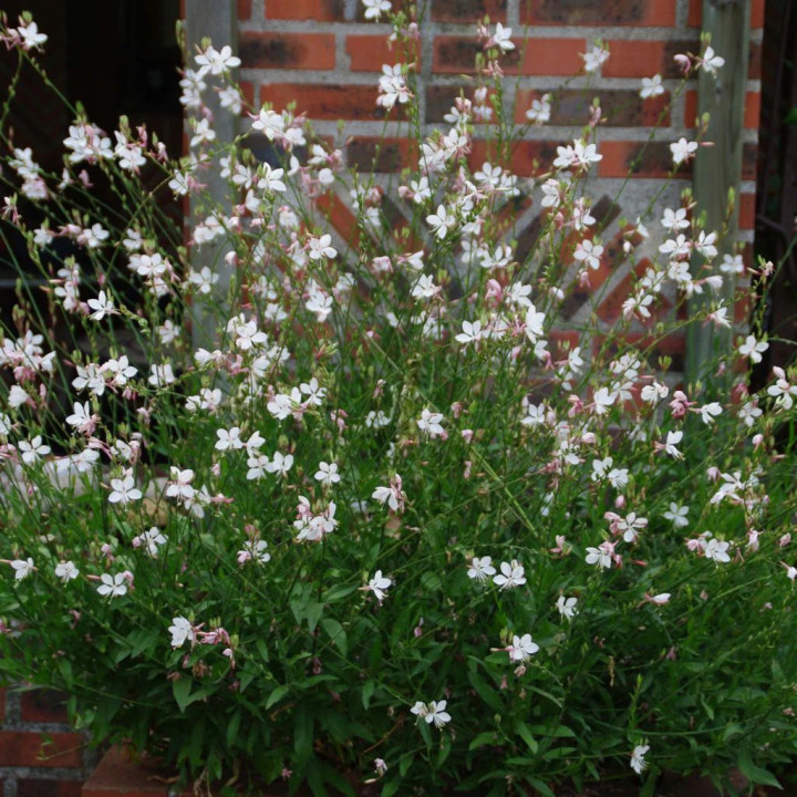 Gaura de Lindheimer - Plante Résistante Cultivée par les Élèves