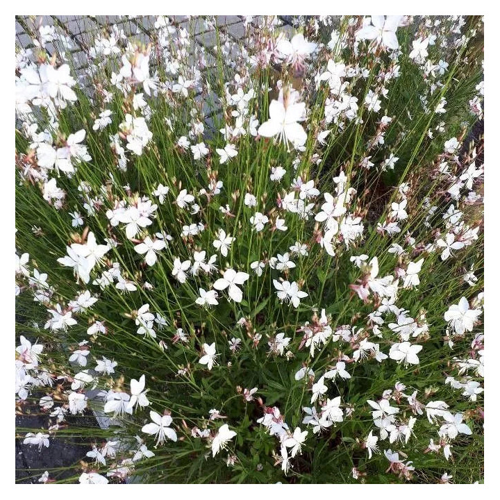 Gaura de Lindheimer - Plante Résistante Cultivée par les Élèves