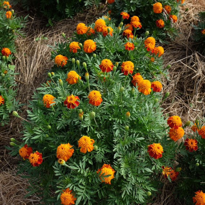 Œillet d'Inde - Plante Résistante Cultivée par les Élèves