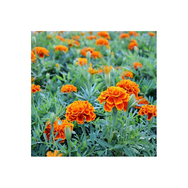 Œillet d'Inde - Plante Résistante Cultivée par les Élèves