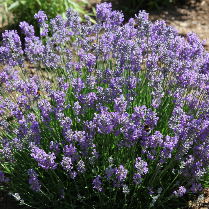 Lavande - Plante Résistante Cultivée par les Élèves