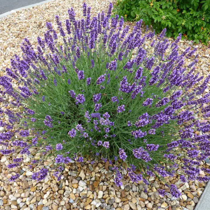 Lavande - Plante Résistante Cultivée par les Élèves