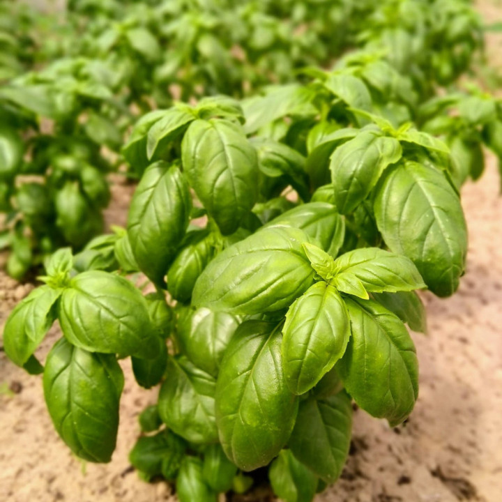 Basilic Grand Vert - Plante Aromatique Productive Cultivée par les Élèves