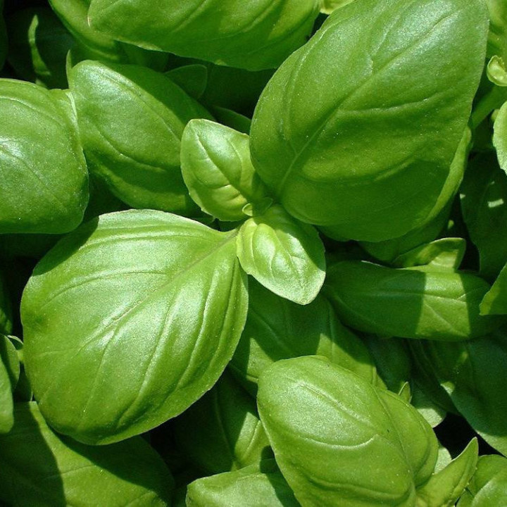 Basilic Grand Vert - Plante Aromatique Productive Cultivée par les Élèves