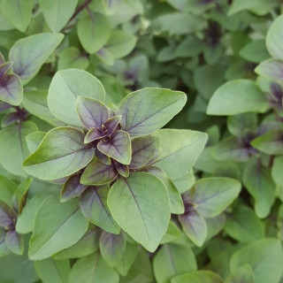 Basilic Réglisse