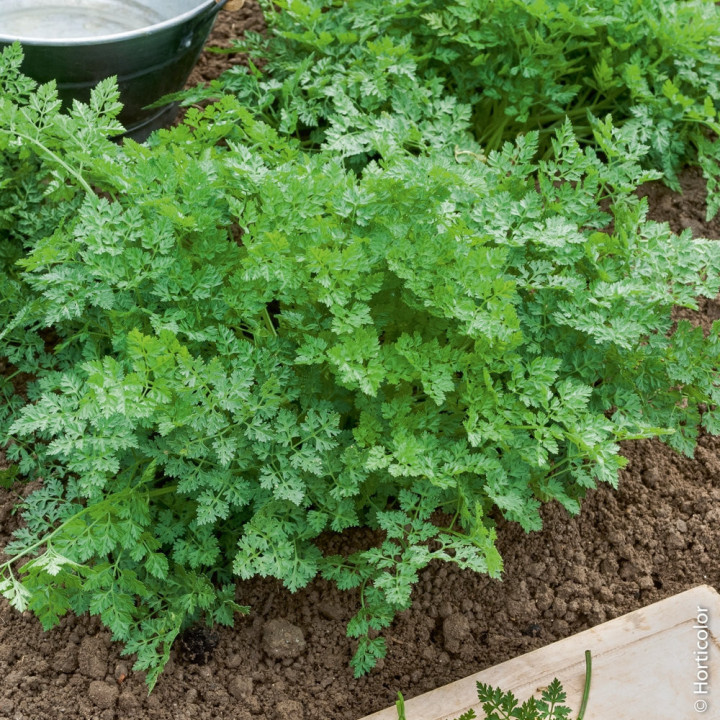 Cerfeuil - Plante Résistante Cultivée par les Élèves