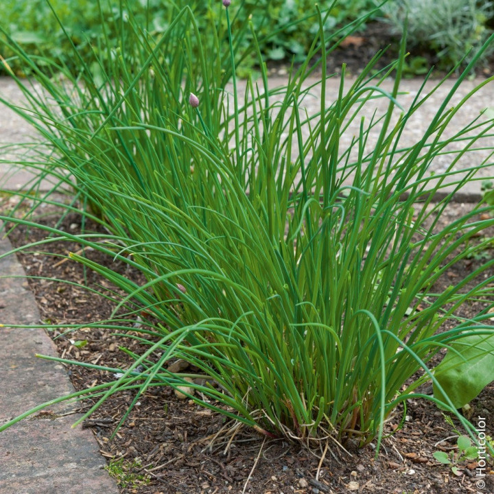 Ciboulette Commune - Plante Aromatique Cultivée par les Élèves