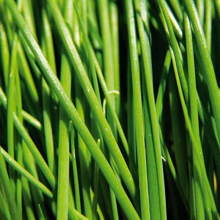 Ciboulette Commune - Plante Aromatique Cultivée par les Élèves