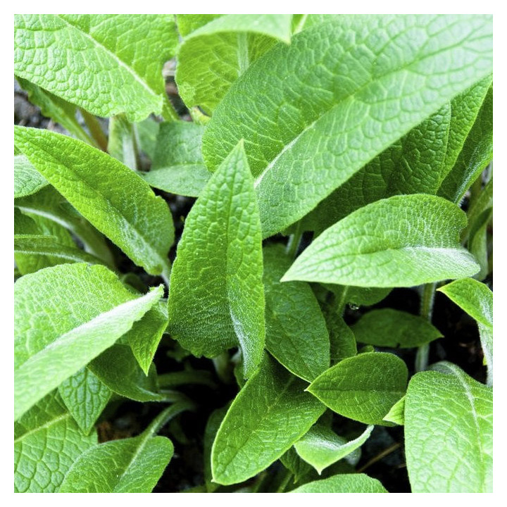 Consoude Officinale - Plante Médicinale Cultivée par les Élèves