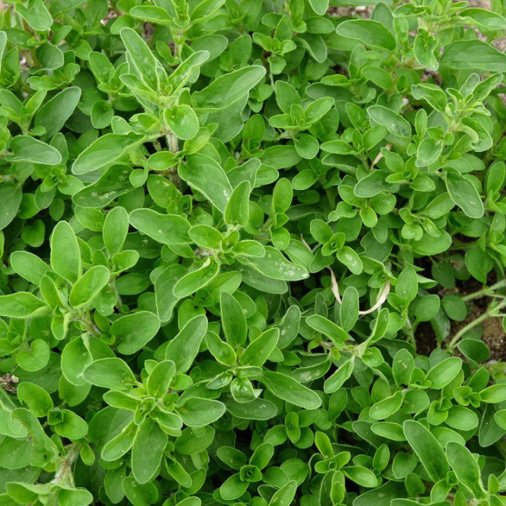 Origan Commun - Plante Aromatique Cultivée par les Élèves