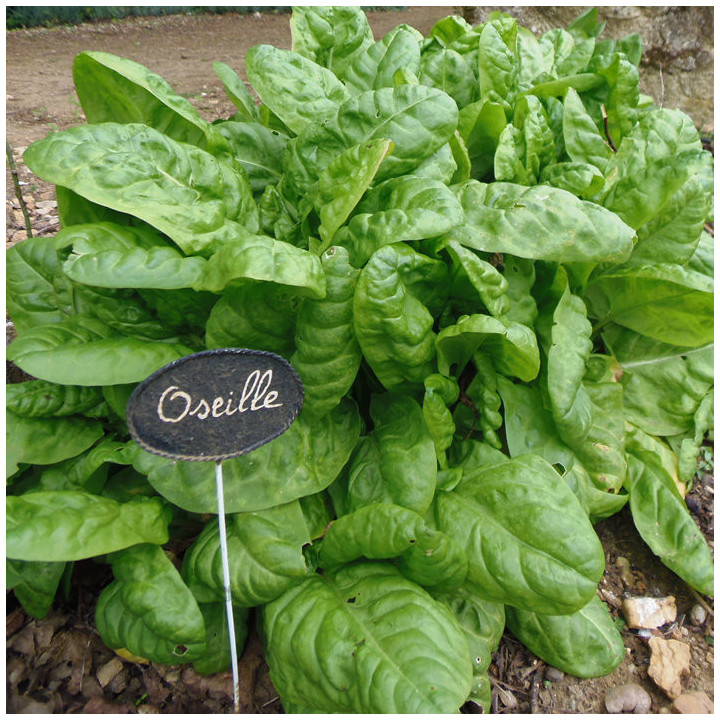 Oseille commune