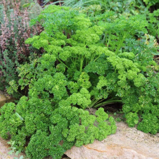 Persil frisé Moskrul 2