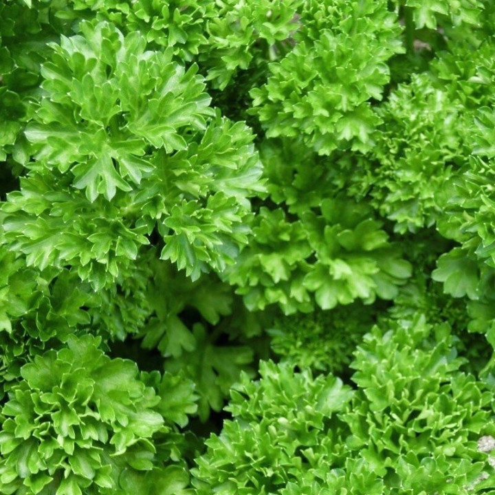 Persil Frisé Moskrul 2 - Plante Aromatique Cultivée par les Élèves