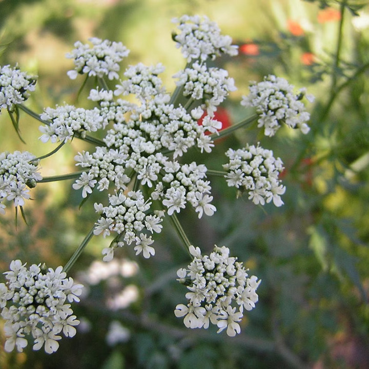 Persil Plat Géant d'Italie - Plante Aromatique Cultivée par les Élèves