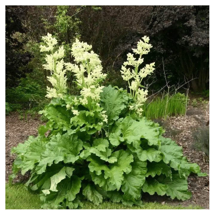 Rhubarbe Victoria - Plante Résistante Cultivée par les Élèves