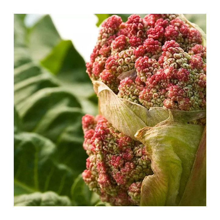 Rhubarbe Victoria