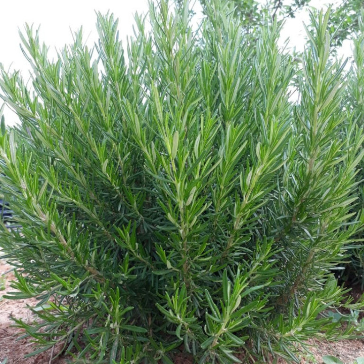 Romarin - Plante Résistante Cultivée par les Élèves