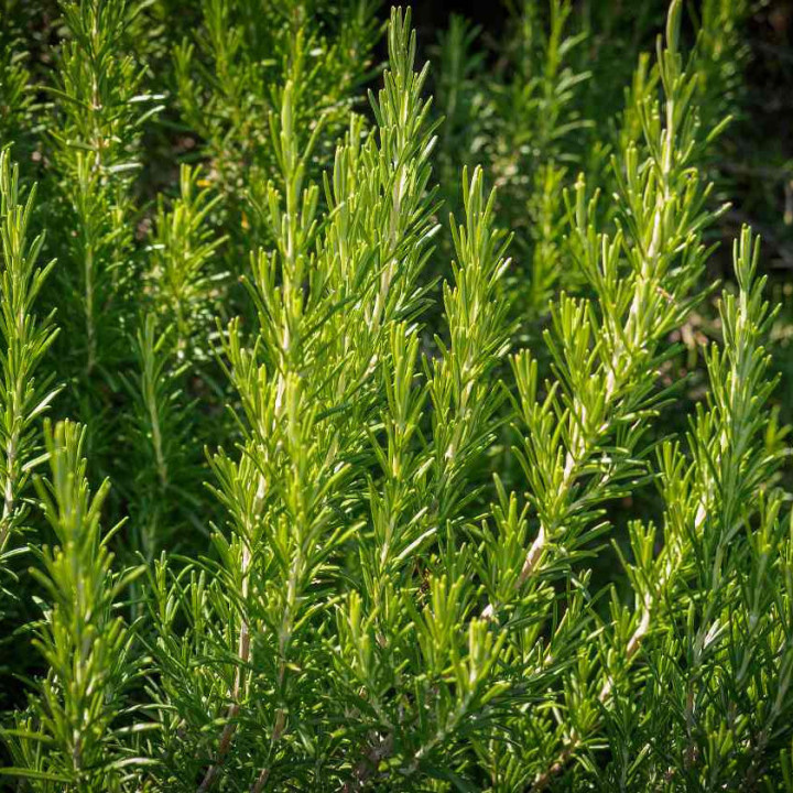 Romarin - Plante Résistante Cultivée par les Élèves