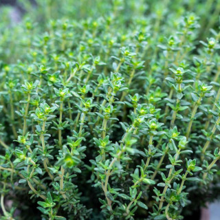 Thym Ordinaire