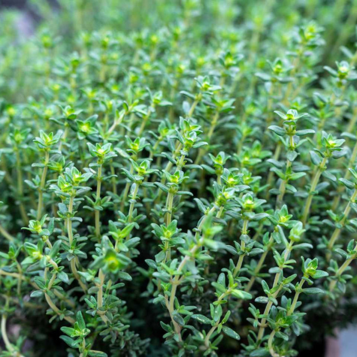 Thym Ordinaire