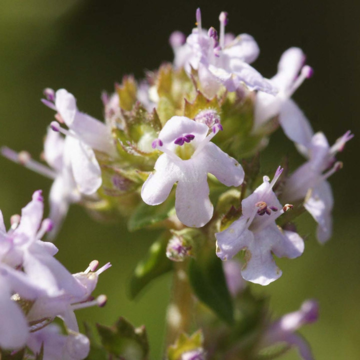 Thym Ordinaire - Plante Aromatique Cultivée par les Élèves