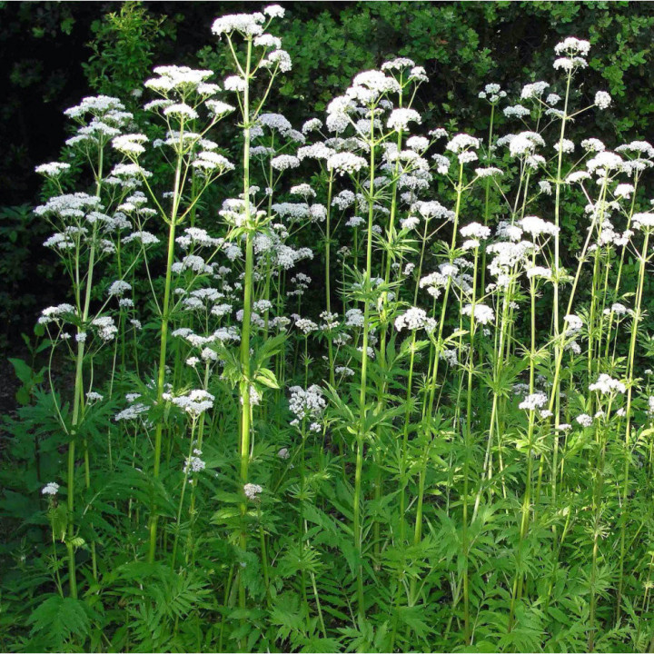 Valériane - Plante Médicinale Cultivée par les Élèves