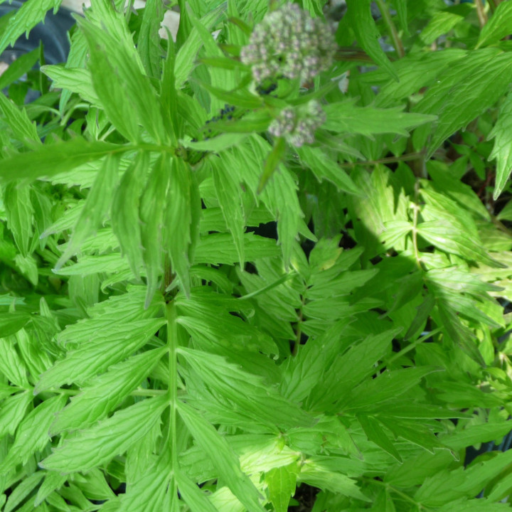 Valériane - Plante Médicinale Cultivée par les Élèves