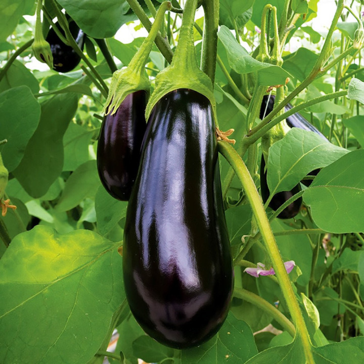 Aubergine Barbentane