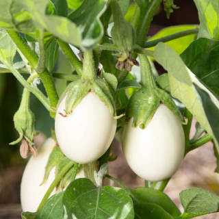 Aubergine Blanche Ronde à Œufs - Variété Ancienne Cultivée par les Élèves