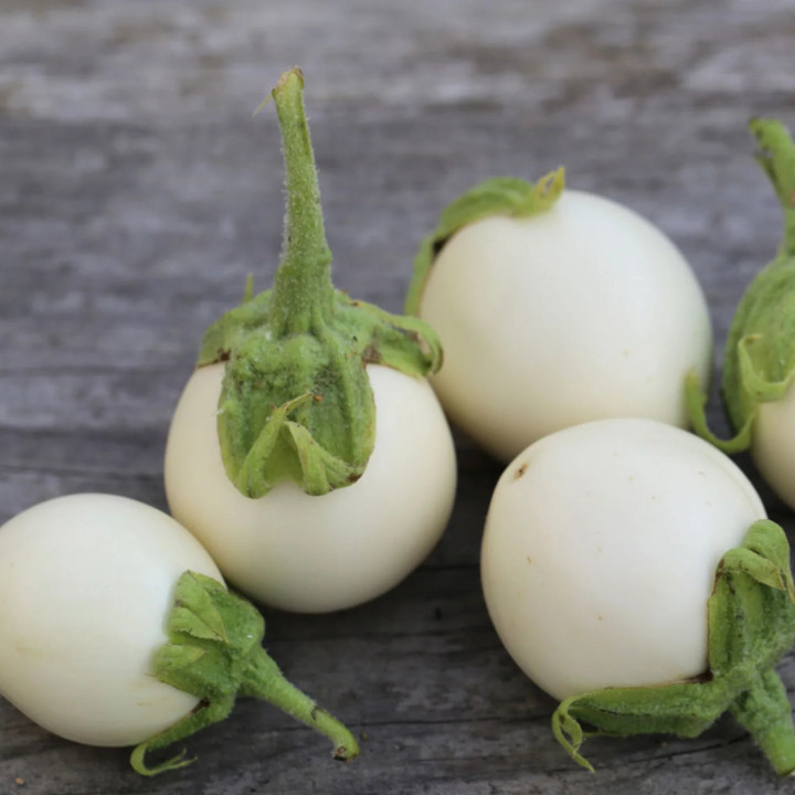 Aubergine Blanche Ronde à Œufs - Variété Ancienne Cultivée par les Élèves
