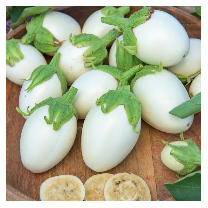 Aubergine Blanche Ronde à Œufs - Variété Ancienne Cultivée par les Élèves