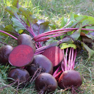 Betterave Noire d'Egypte
