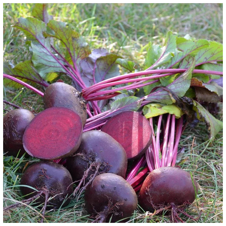 Betterave Noire d'Egypte