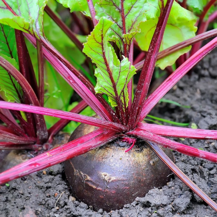 Betterave Noire d'Égypte - Variété Précoce Cultivée par les Élèves