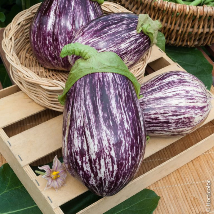 Aubergine Zébrina