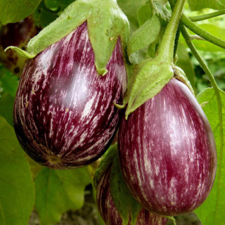 Aubergine Zébrina