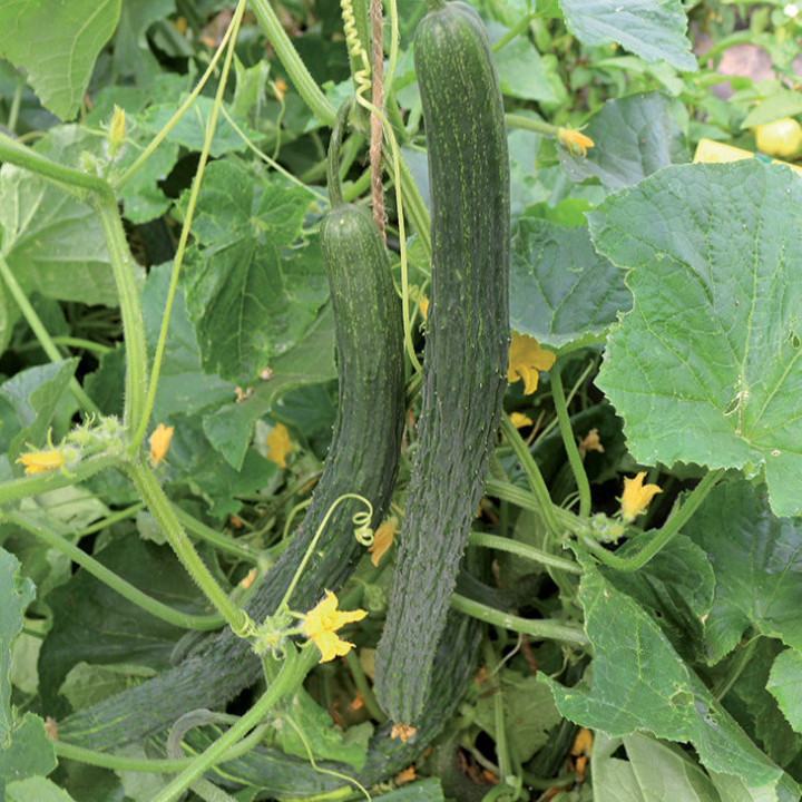 Concombre  Asiatique