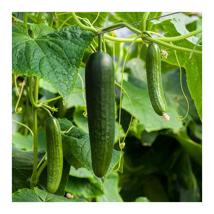 Concombre Vert long maraîcher