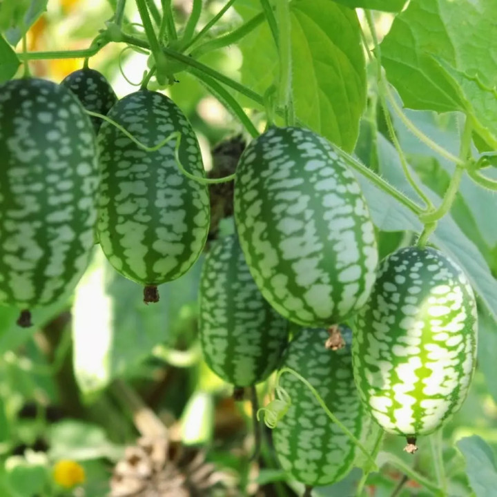 Concombre mexicain Zehneria scabra