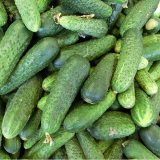 Cornichon Vert fin de Meaux