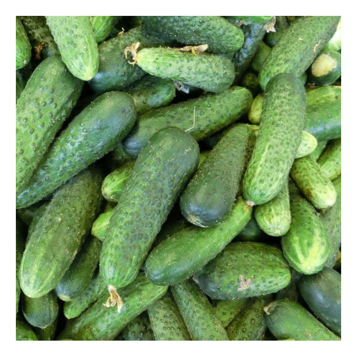 Cornichon Vert fin de Meaux