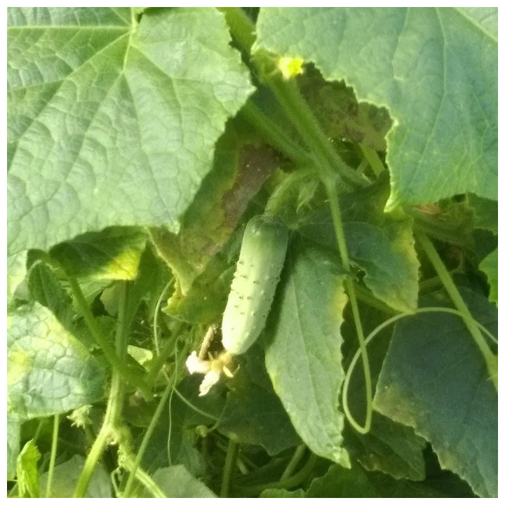 Cornichon Vert Fin de Meaux - Variété Précoce Cultivée par les Élèves
