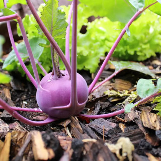 Chou-Rave Azur Star - Variété Précoce Cultivée par les Élèves