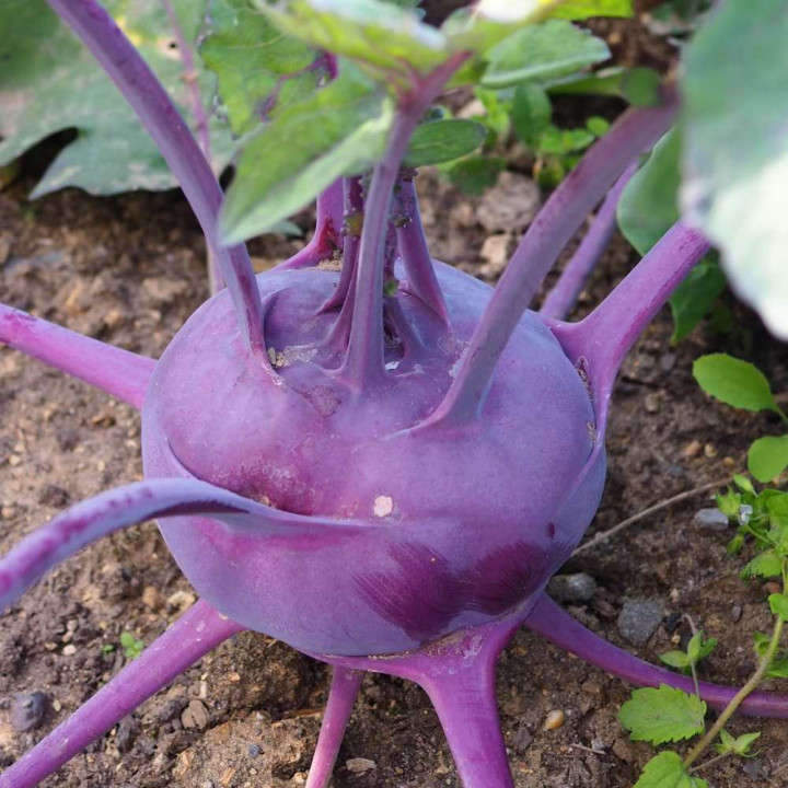 Chou-Rave Azur Star - Variété Précoce Cultivée par les Élèves